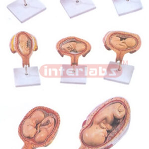 FEMALE PREGNANCY SERIES MODEL (8 PCS / SET)