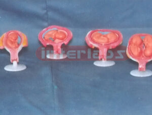 FEMALE PREGNANCY SERIES MODEL (7 PCS / SET)