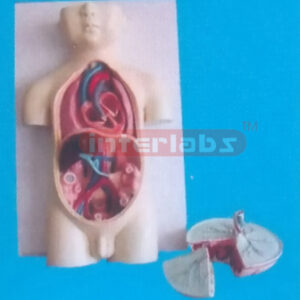 HUMAN FETUS BLOOD CIRCLMODEL WITH PLACENTA