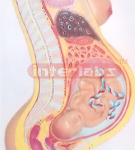 HANGING ADVANCED PREGNANCY MODEL