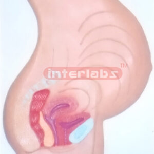 THE POSITION MODEL OF THE CHILD BEFORE BIRTH