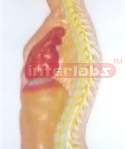 ADVANCED HANGING SPINAL CORD MODEL IN SPINAL CANAL