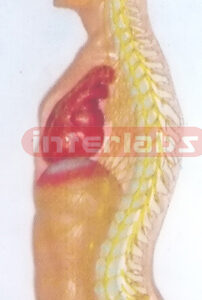 ADVANCED HANGING HUMAN AUTONOMIC NERVOUS SYSTEM MODEL