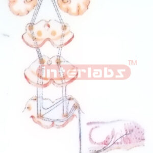 HANGING STRUCTURE OF THE NEURON MODEL (ELECTRON MICROSCOPIC DIAGRAM)