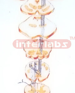 HANGING PROPRIOCEPTION AND REFINED TACTILE SENSATION PATHWAY MODEL OF TRUNK AND LIMBS