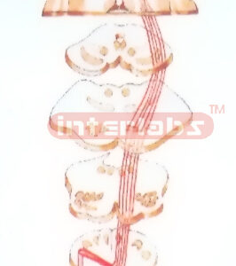 HANGING PYRAMIDAL SYSTEM (CORTICOSPINAL TRACT) MODEL