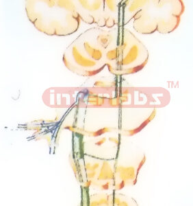 PATHWAYS OF PAIN, THALPOSIS, TACTILE SENSATION MODEL OF HEAD AND FACE