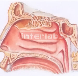 HUMAN OLFACTORY REGION MODEL