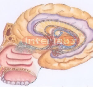 HUMAN OLFACTORY ORGANS