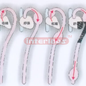 HANGING HUMAN BLOOD FLOWING DEMONSTRATION MODEL
