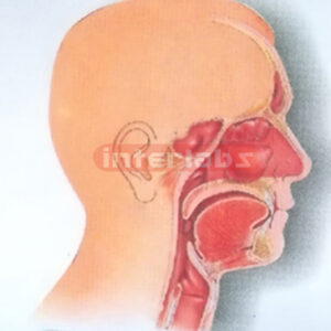 HUMAN HEAD,NOSE, THROAT CAVITIES COMPARISON MODEL INSIDE FACE