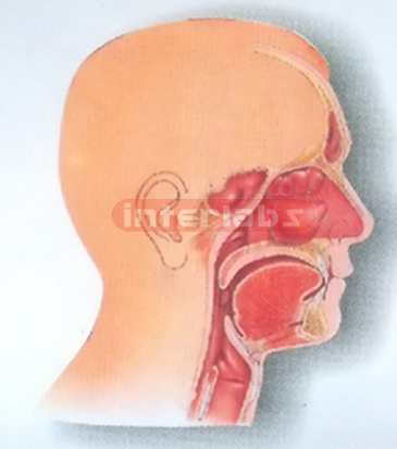 HUMAN HEAD,NOSE, THROAT CAVITIES COMPARISON MODEL INSIDE FACE