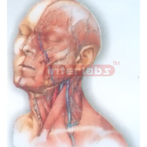 HUMAN HEAD AND NECK DEEP DISTRIBUTION MODEL STRUCTURE