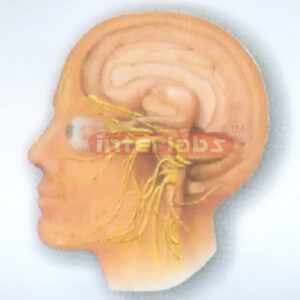 HUMAN HEAD AND NECK CRANIAL NERVES DISTRIBUTION MODEL