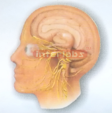 HUMAN HEAD AND NECK CRANIAL NERVES DISTRIBUTION MODEL