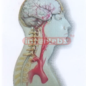 HEAD & NECK MODEL FOR MAIN ARTERY DISTRIBUTION