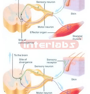 HANGING HUMAN CONNECTION MODEL OF SIGNAL AND REFLEX