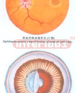HANGING HUMAN EYE ANTERIOR AND POSTERIOR ASPECT MODEL