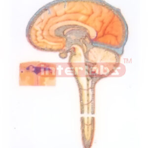 DIAGRAM OF CEREBROSPINAL FLUID CIRCULATION