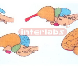 HANGING COMPARING VERTEBRATE BRAINS