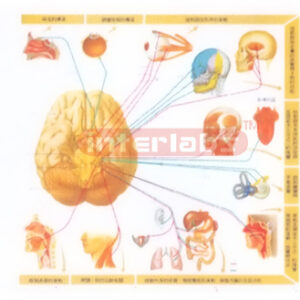 HUMAN BRAIN NERVE SERIES AND MAJOR FUNCTION MODEL