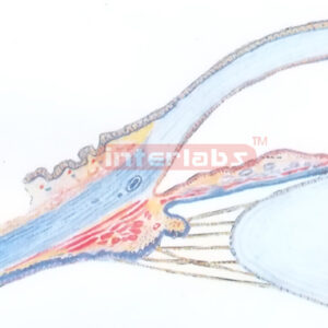 HUMAN HORIZONTAL SECTION IN EYE FRONT