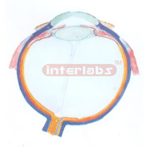 HORIZONTAL SECTION MODEL OF THE EYEBALL