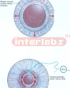 HANGING HUMAN CONSTRICTING AND DILATING MODEL OF THE PUPIL OF EYEBALL