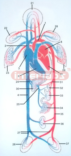HANGING HUMAN BLOOD GENERAL PLAN OF THE CIRCULATION