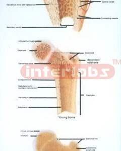 HANGING HUMAN BONE STRUCTURE DEVELOPMENT MODEL