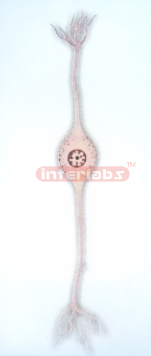 ADVANCED HUMAN BIPOLAR NEURON HANGING MODEL