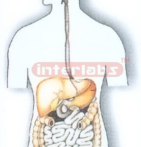 PLATE-HANGING, HUMAN DIGESTIVE SYSTEM