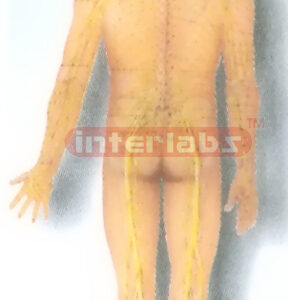 HANGING, HUMAN SPINAL NERVE MODEL