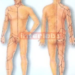 HUMAN SIDE AUTONOMIC SYSTEM MODEL