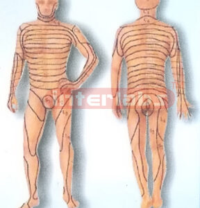 HANGING, HUMAN HORIZONTAL AUTONOMIO NERVOUS SYSTEM MODEL