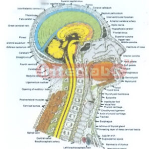 HUMAN SAGITTAL SECTION OF THE HEAD AND NECK MODEL
