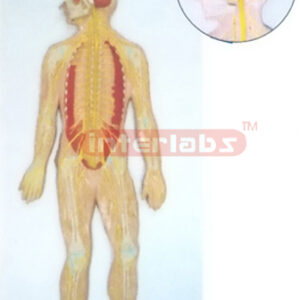 HUMAN COMPOSITIVE SKELETON & NERVES SYSTEM, WOODEN PLATE (A TYPE)
