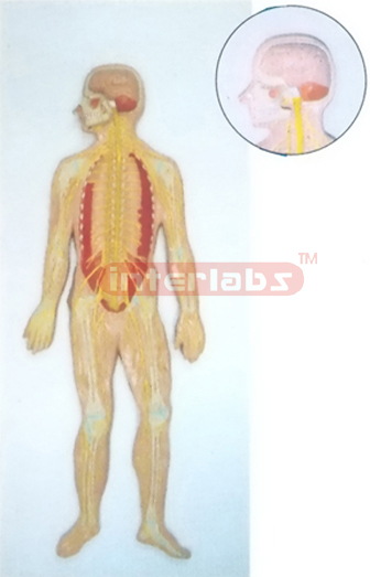 HUMAN COMPOSITIVE SKELETON & NERVES SYSTEM, WOODEN PLATE (A TYPE)