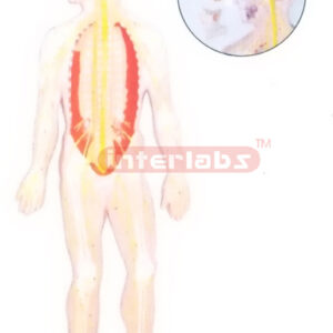 HUMAN COMPOSITIVE SKELETON & NERVES SYSTEM, WOODEN PLATE (A TYPE)