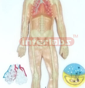 HUMAN RESPIRATORY CIRCULATION SYSTEM, WOODEN PLATE HANGING (B TYPE)