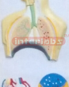 HUMAN RESPIRATORY CIRCULATION SYSTEM, HANGING WOODEN PLATE (A TYPE)