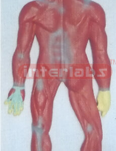 HUMAN MUSCULAR SYSTEM, HANGING, WOODEN PLATE (A TYPE)
