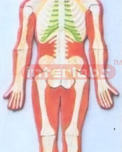 SPINAL CORD IN THE SPINE CANAL MODEL WOODEN PLATE