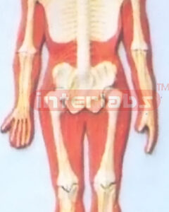 HUMAN COMPOSITIVE SKELETON & NERVES SYSTEM, WOODEN PLATE (B TYPE)