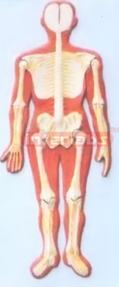 HUMAN COMPOSITIVE SKELETON & NERVES SYSTEM, WOODEN PLATE (B TYPE)