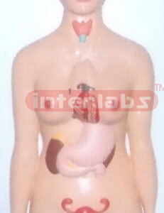 HUMAN BRAIN NERVE SERIES AND MAJOR CONTROLLED ORGANS MODEL