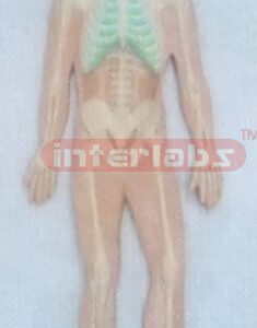 HUMAN ALL SKELETON SYSTEM, WOODEN PLATE (A TYPE)