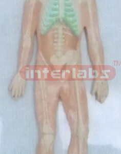 HUMAN HALF SKELETON HALF ANATOMY SYSTEM WOODEN PLATE (B TYPE)