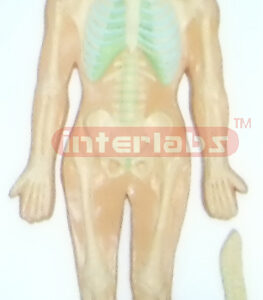 HUMAN SKELETON SYSTEM, WOODEN PLATE (A TYPE)