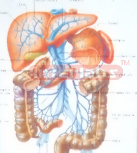 HANGING HUMAN PORTAL VEIN SYSTEM